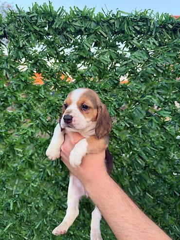 Psi: ŠTENCI BIGLA – The Lovely Dogs Pogledajte vrhunski kvalitet naših — 14