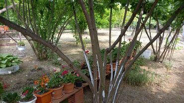 Həyət evləri və villaların satışı: Qiymət sondur. Əla yerləşmə: Heydər Əliyev küçəsi Yalama kəndinin — 6