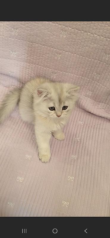 сколько стоят сфинксы кошки: Скотиш Страйт (Шотландская прямоухая), 2 месяца, Девочка, Серебристая шиншилла, Приучена к лотку, Проглистована, С документами — 4