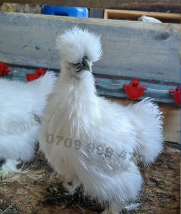 китайский шелковый куры: На продажу китайский шелк