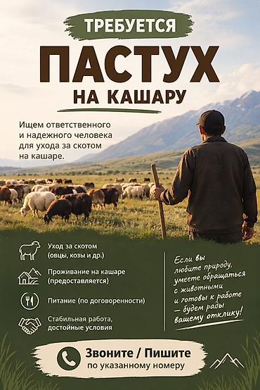 требуется ветеринар: Вакансия: пастух на кашару Ищем ответственного и надёжного человека — 1