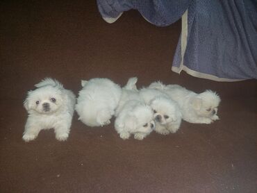 İtlər: Pekines, 2 ay, Erkek, Peyvəndli, Ödənişli çatdırılma