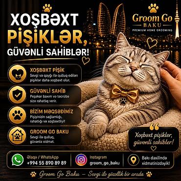 pisik hekimi: Groom Go Baku – Premium Home Grooming (Bakı daxilində) Pişiyinizin — 5
