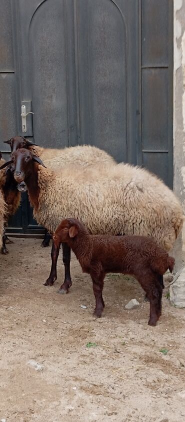 Qoyunlar, qoçlar: Salam ünvan Bakıin maştağa kendi obşi 8 baş heyvanlar 1 baş ana-bala — 2