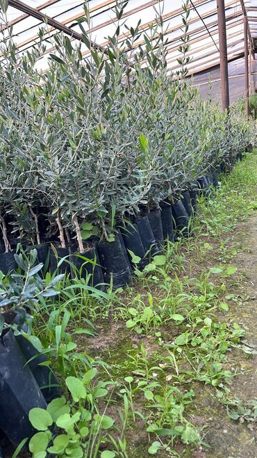 Şitillər: Dekarativ bitgilerin satişi — 8