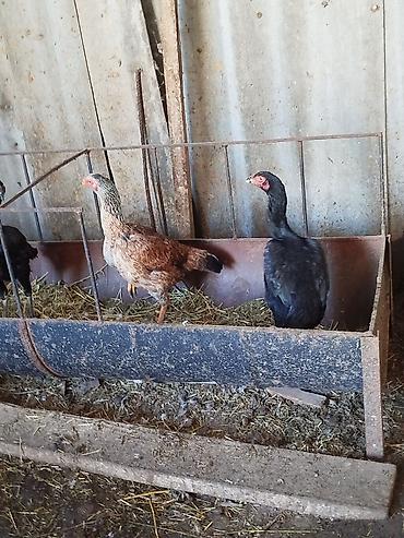 Куры, петухи: Продаю | Петух | Бойцовая | Для разведения — 9