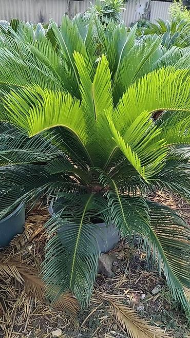 Пальмы: Сага цикасовая (Cycas revoluta) в кадках - Декоративные взрослые — 7