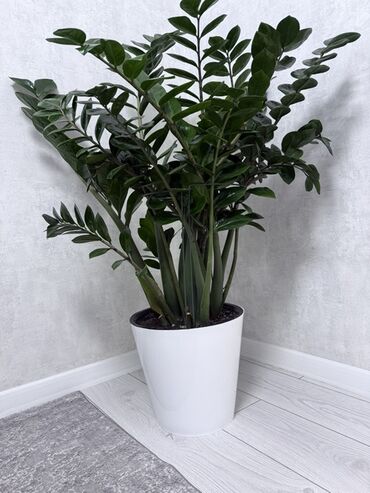 лимон комнатный купить: Замиокулькас (долларовое дерево) в декоративном кашпо - Высота