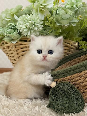 Pişiklər: Britan, Erkək — 8