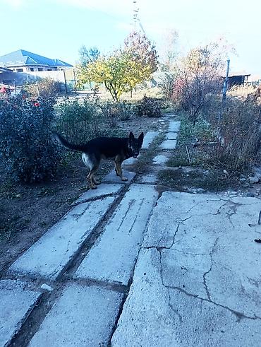 портативный узи аппарат для животных: Восточноевропейская овчарка, 1 месяц, Самец — 2