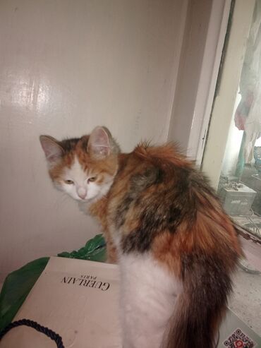 Pişiklər: Şotland balalar biri uzun tüklü balaca qulaq topus baladi üsdündə -da lalafo.az — 9 Pişiklər: Şotland balalar biri uzun tüklü balaca qulaq topus baladi üsdündə — 9