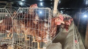 меняю на дом: Птицы