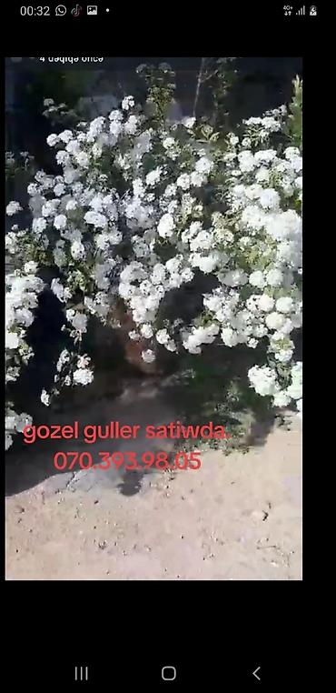 diffenbaxiya bitkisi: Ağ rəngli dekorativ kol gülü (çoxsaylı xırda çiçəklərlə) – bağ və — 1