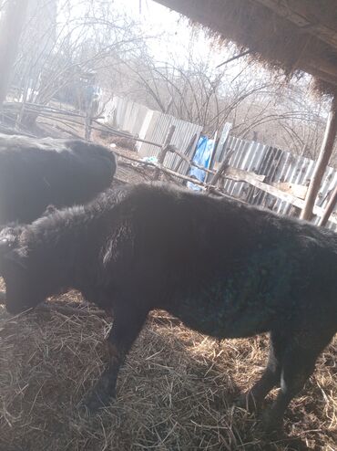 Inəklər, öküzlər: Erkək, il: 1, 360 kq, Damazlıq, Ünvandan götürmə — 10