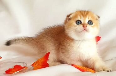 Pişiklər: Şotland yastı qulaq, Erkək, Dişi, Yaxşı əllərə, Ünvandan götürmə, Pulsuz çatdırılma, Ödənişli çatdırılma — 124