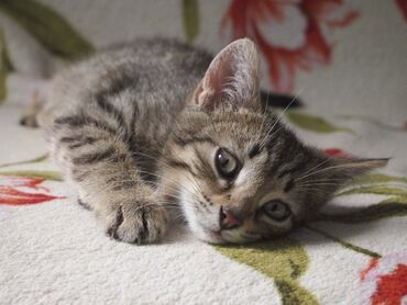 Коты: Токмок котенок девочка ищет семью и заботливые руки ей 2 месяца