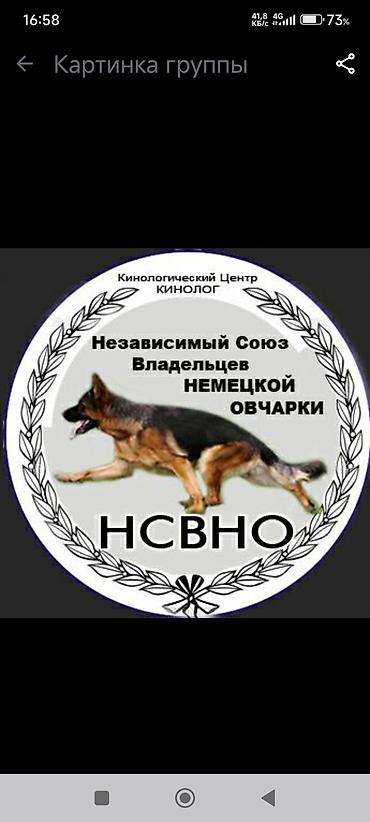 самый лучший сильный умный собака: Продаю и вязка кабель родословную, породистую овчарку пара кабель и — 6