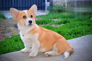 Psi: Prelepi štenci Welsh Corgi Pembroke, od odličnih roditelja: D.O.B — 10