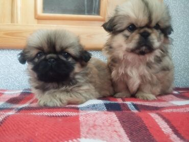 İtlər: Pekines, Erkek, Peyvəndli, Ünvandan götürmə — 5