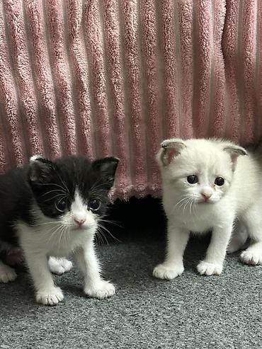 ev itleri ucuz: Erkək, Pulsuz çatdırılma, Ödənişli çatdırılma — 4