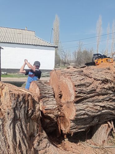 Спил деревьев, заготовка дров: Пилю дрова
заготовка дров