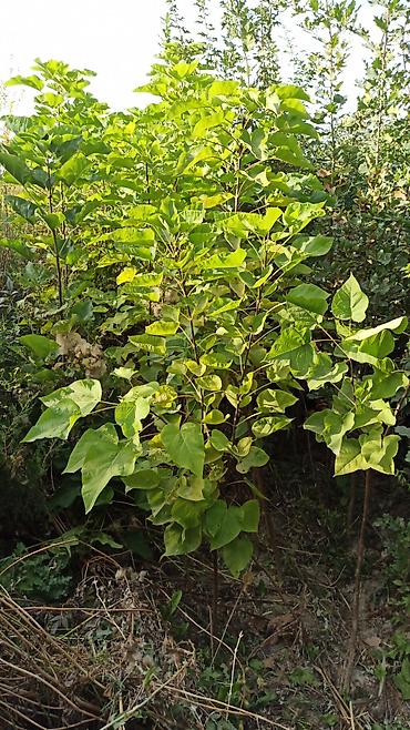 Туя: Туя — 7