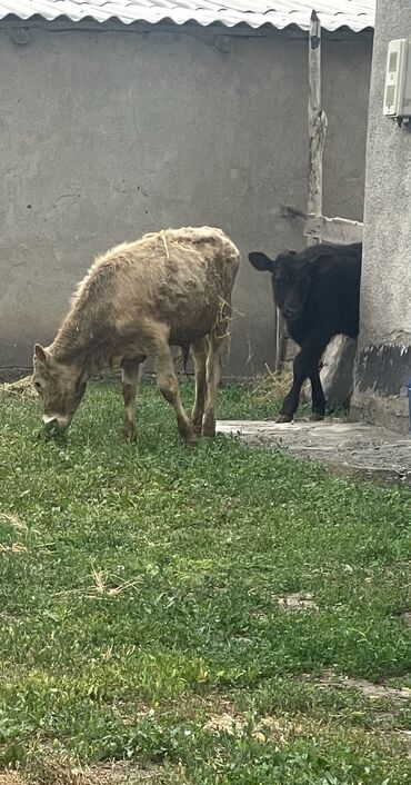 жорго сатам: Сатам | Бука (эркек), Музоо | Швиц, Абердин-ангус | Жасалма уруктандырылган