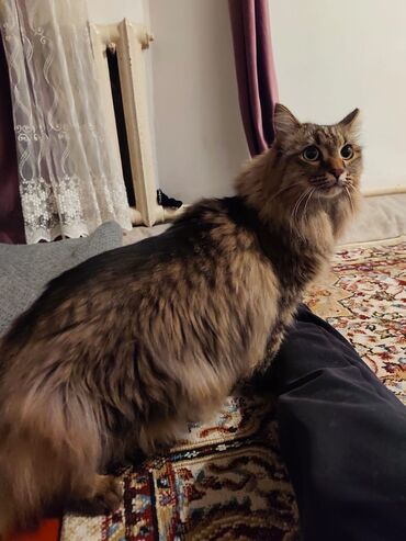 шотландская кошка шиншилла: Жоголгон 