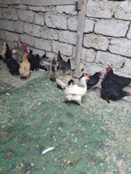 Toyuqlar: Tam saglam yumurtayan toyuglar Bakının Digah kendi — 9