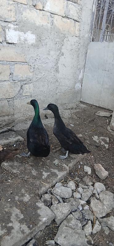 cuce ve xoruz temsili: Erkək, Damazlıq — 1