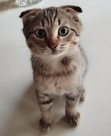 Pişiklər: Britan — 5