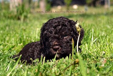 Psi: Lagotto Romagnolo štenci dostupni u odgajivačnici Ideal Dale Otkrijte — 10