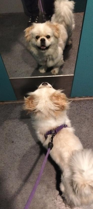 heyvan it: Pekines — 2