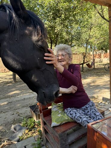 Domaće životinje: Na prodaju: crni konj, atletske građe i pravilnih nogu. - Tip — 13