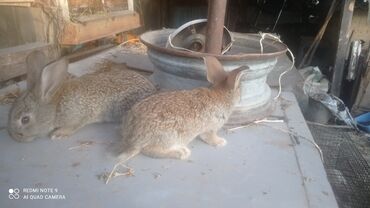 Кролики: Продаю | Крольчиха (самка), Кролик самец, Крольчата | Фландр | На забой, Для разведения | Племенные