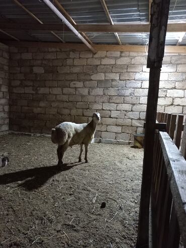 Ördəklər: Quru ot və arpa. ilə. qidalanib 35 45. kq. arasi diri. çəkiləri var