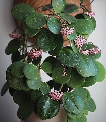 bənövşə gülü şəkilləri: Hoyya kerri (Hoya kerrii/Wax plant) – dekorativ asma-sarmaşıq — 1