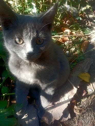 Отдам даром кошку: Кошка даром: Русская голубая, 2 месяца, Девочка, Проглистована, Метис, Приучена к лотку — 2
