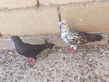 quşlar goyərcin: Çil erkəyi qara mayadı ikisidə qoşa kəkildi hazır bala verən — 1