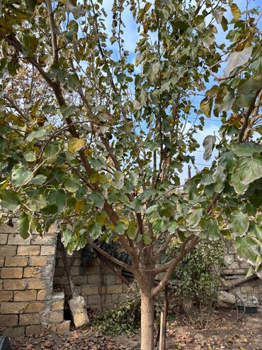 Uzunmüddətli kirayə evlər: 108 kv. m, 3 otaqlı, Kombi, Qaz, İşıq -da lalafo.az — 18 Uzunmüddətli kirayə evlər: 108 kv. m, 3 otaqlı, Kombi, Qaz, İşıq — 18