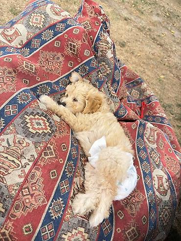 Marketinq, Reklam və PR: 🐶 3 AYLIQ MALTİPOO SATILIR 🤍 Ölkə xaricinə köçdüyümüz üçün sevimli — 1