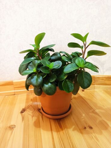 Otaq bitkiləri: Masazır ev gülləri — 7