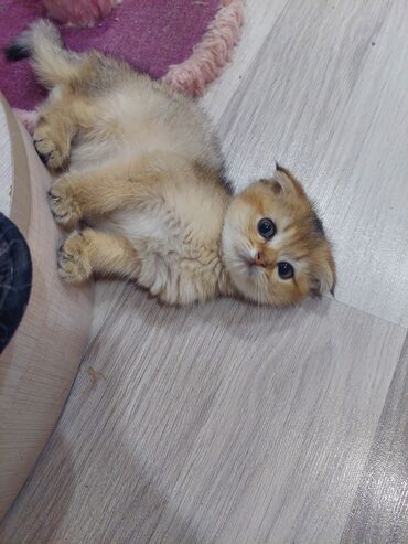 Pişiklər: Şotland, Erkək, Dişi, Yaxşı əllərə, Ünvandan götürmə — 26