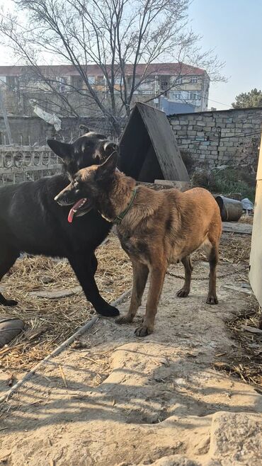 İtlər: Belçika çoban iti, 9 ay, Dişi, Peyvəndli, Ünvandan götürmə