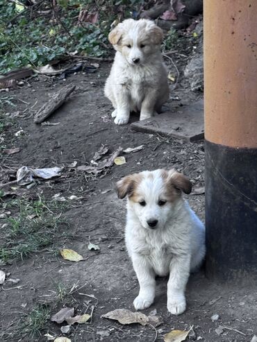 ищем кобеля для вязки: Собака даром: Дворняжка, 1 месяц, Самец at lalafo.kg ищем кобеля для вязки: Собака даром: Дворняжка, 1 месяц, Самец