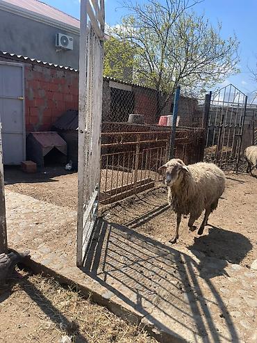 Qoyunlar, qoçlar: Qoyun sürüsü satılır - Növlər: yerli qarışıq ət-yun istiqamətli — 2