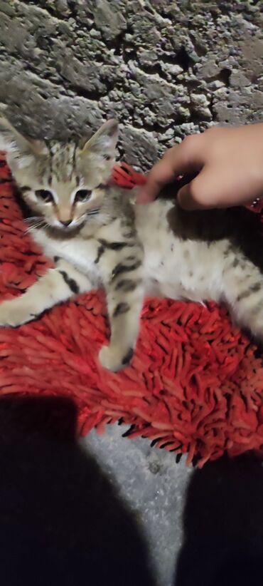 в связи с переездом отдам попугая жако в добрые руки: Кошка даром: Беспородная, Девочка