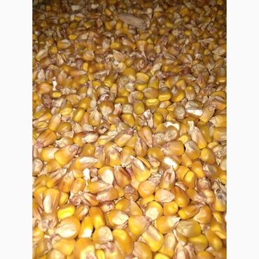 пшеница на корм: Куплю кукурузу рушенную оптом в больших объемах. Забираем сами. Цена