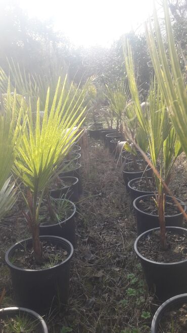 Çöl bitkiləri: Piramida,Arizona konos pixtda,limoni yolkaleylandra,v.s yolkalar — 7