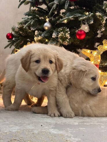 İtlər: Retriever, 2 ay — 7